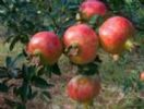 Pomegranate Rind Extract